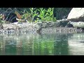 AA070 Oita River Bathing Meadow bunting ? Black-faced bunting ? and Sparrow