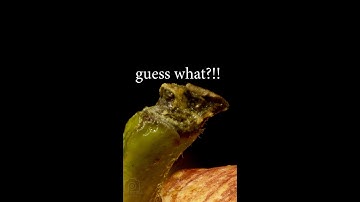 close up objects quiz#shorts  macro video