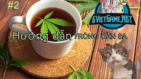 [SVietGame.NET]- CÁCH TRỒNG CẦN SA TRONG NHÀ