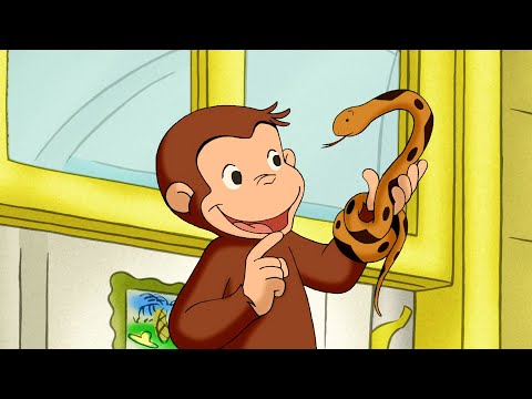 George na Perseguição Insana da Cobra! 🙊🐍| George, o Curioso | Desenhos Animados em Português