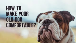 How To Make Your Old Dog Comfortable?