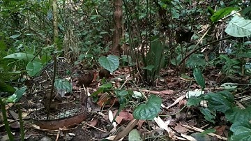 yos hav zoov cuab yij mag zoo tiag tiag phart 02