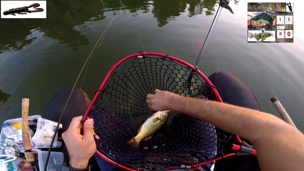 Pesca ao achigã no Rio Guadiana, Verão 2018