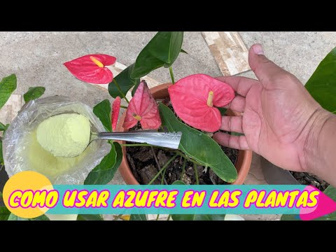 Video: ¿Para qué se utiliza el azufre del suelo?