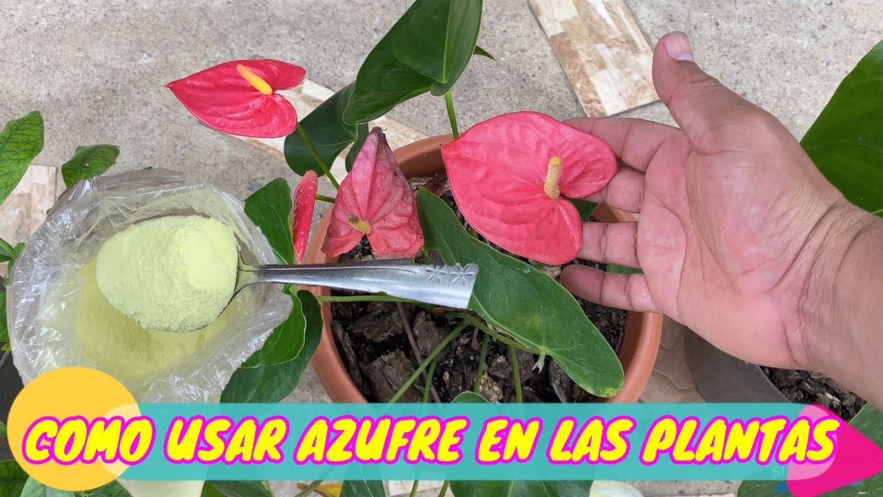 COMO USAR AZUFRE EN PLANTAS PARA QUE ESTEN BONITAS Y LLENAS DE FLORES / COMO HACER EL SUELO ACIDO