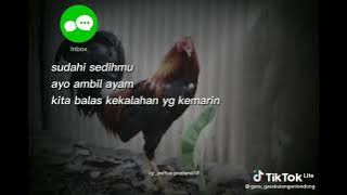 Story ayam aduan