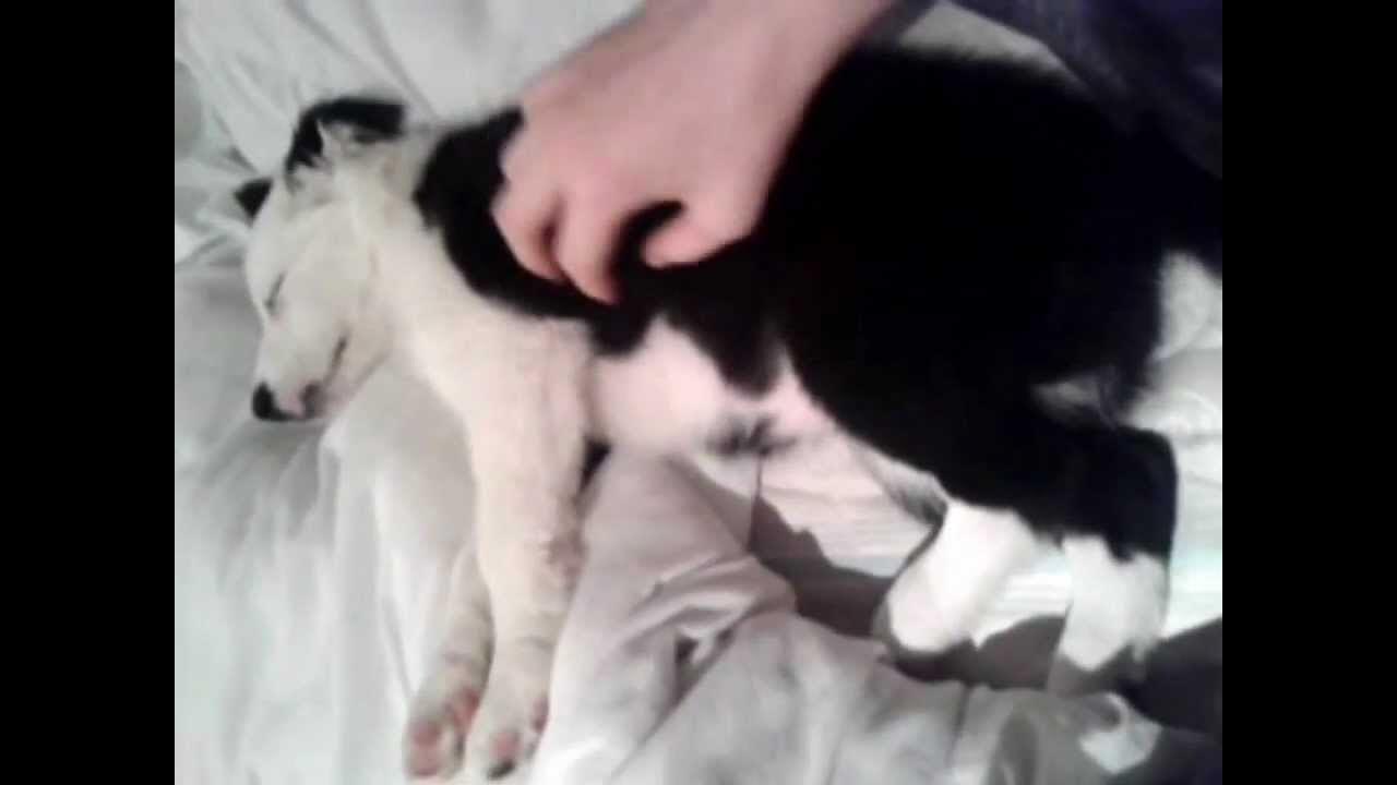 Tickling sleeping puppy YouTube