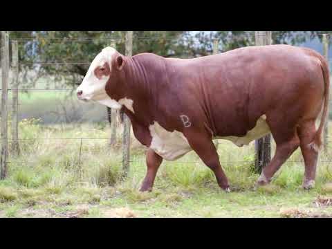 LOTE 17   TAT  N55