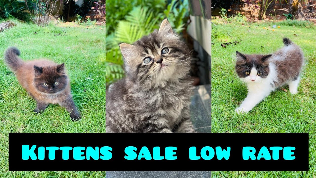 Kittens sale at low rate|Domestic gallery #petssale #pets #lowrate