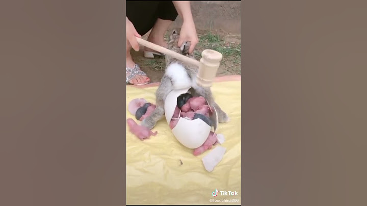 thỏ đẻ trứng