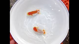 DSCF2032