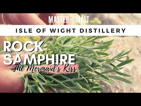 Mermaid Gin: Foraging rock samphire