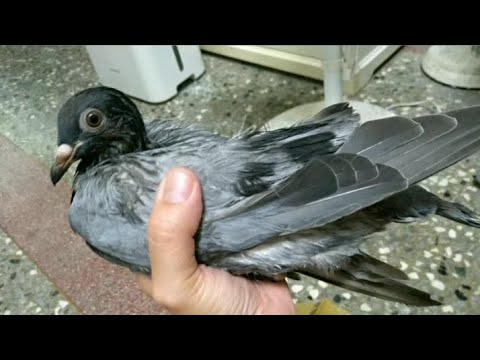 天生落翅卻跑的比誰都快的鴿子：恰北，小時候叛逆長大更叛逆 ft.皮在癢的鳥奴
