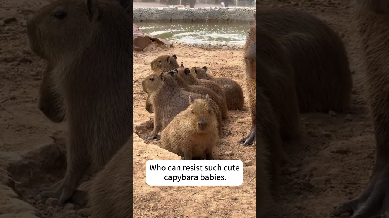 Who can resist such cute capybara babies!