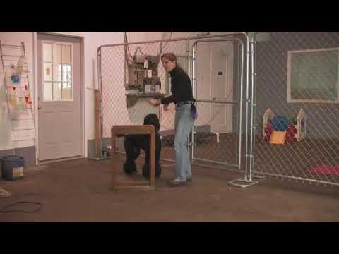 How to Train a Dog to Use a Doggie Door