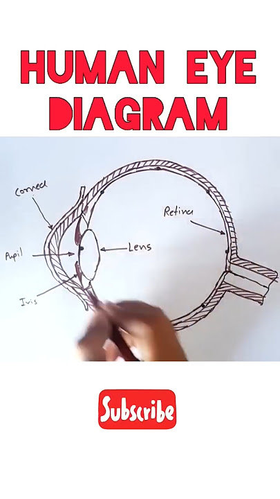 Human Eye Diagram Class 10