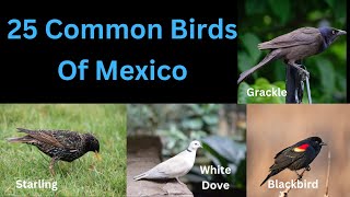 25 Common Birds Of Mexico by ZooLogix  157 views 7 months ago 4 minutes, 2 seconds