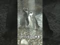 毛繕いしあうペンギン #shorts #aquarium #penguin