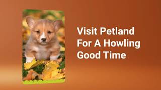 🍂  Fall Into Puppy Love At Petland Lewis Center