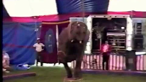 Pachyderm Pupil