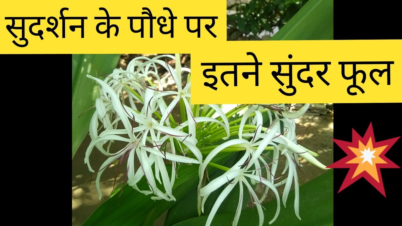 118 Sudarshan Plant Flowering / सुदर्शन के फूल / Sudarshan Flowers