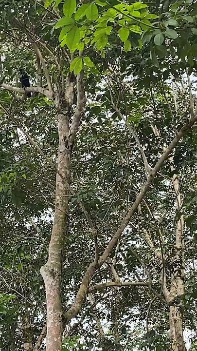 Burung gagak #storywa #dj #cover #1mviews #gagakhitam #burunggagak #burung #kebun