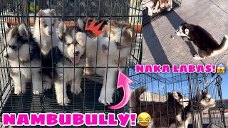 Puppies Meets Mr. Sun! | May Nakatakas! | Husky Pack TV