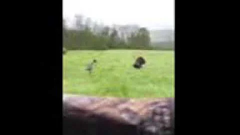 Kentucky turkey hunt 2020