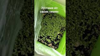 выращивание эустомы из своих семян #эустома #семенаэустомы #лизиантус