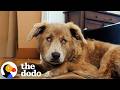Sad-Eyed Rescue Dog Becomes Her Artist Mom&rsquo;s Ultimate Muse | The Dodo