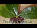 ПОСАДКА ОРХИДЕИ из Посылки | Phal. YangYang Blueberry × violacea var. Indigo(clone)