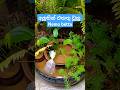 Planted tire pond එකට එකතු වුනු අලුත් යාලුවා🩵 #bettafish #aquariumtanks #subscribe #aquarium #diy