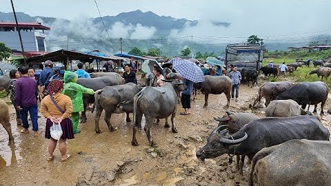 BUỔI SÁNG 26/08/2025 CẬP NHẬP DIỄN BIẾN CHỢ TRÂU CỐC LY - LÀO CAI , NHIỀU CẶP TRÂU ĐƯỢC CHỐT GIÁ .