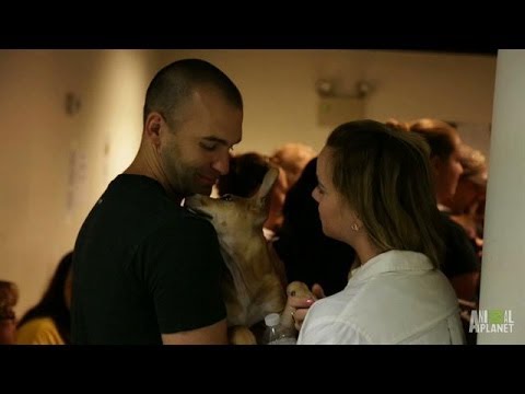 clips for crocs Adopt! Adopt! Adopt! | Puppy Bowl X