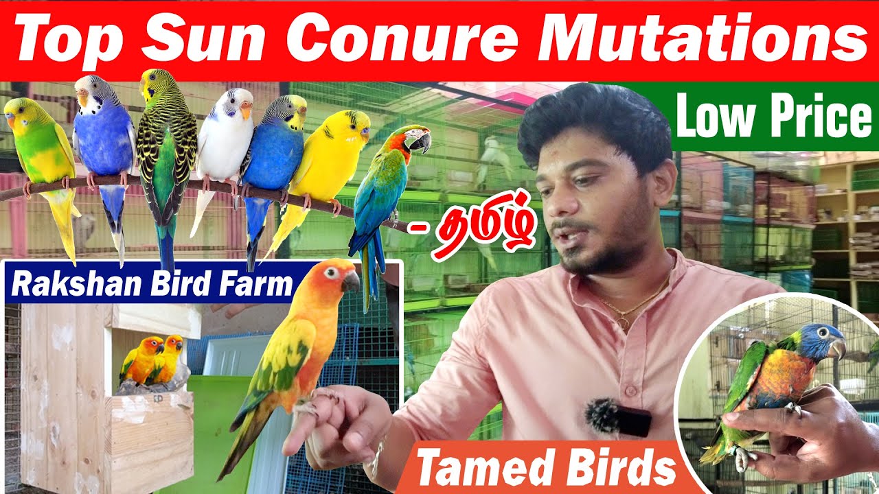 Tamed Birds in Tamil conure bird african bird birds farm chennai