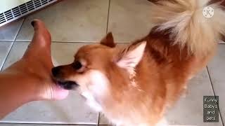 Pomeranian puppy licking mom feet 💕😂#shorts