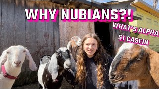 Why We Chose Nubian Dairy Goats The Friendliest Goats | All About Alpha-S1 Casein In Goats