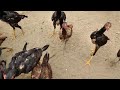 Pra morar na roça tem que ter fartura criação de galinhas 🐔