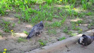 Голубь чистит перья (pigeon) футаж