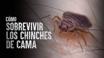 ¿Pueden sobrevivir las chinches en una casa vacía?