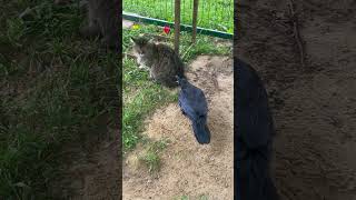 Crow Repeatedly Pecks Cat, Patient Cat Paws Back