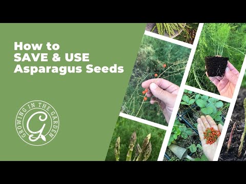 ვიდეო: ასპარაგუსის მცენარეების გამრავლება - ასპარაგუსის მოყვანა თესლიდან ან განყოფილებიდან