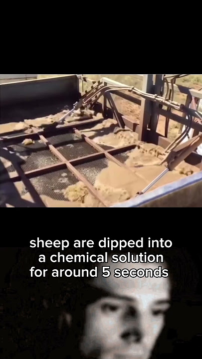 Dipping Sheep to Remove Parasites #shorts #sheep #ytshorts