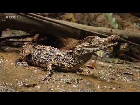 Vidéo: Quels animaux mangent des broméliacées dans la forêt tropicale humide ?