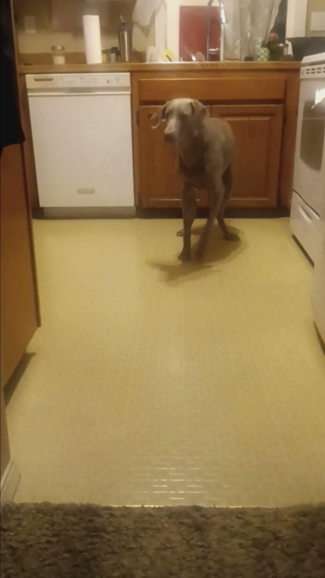 Dog Throws A Tantrum For Leftovers || ViralHog