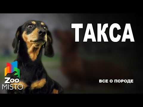 Video: Kaip Nustatyti Taksų Amžių