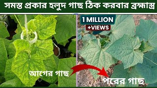 সমস্ত প্রকার হলুদ গাছ ঠিক করবার ব্রহ্মাস্ত্র #farming @YouTube