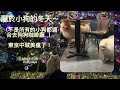 東京冬日必看✨六本木Midtown燈光展＋狗狗咖啡廳Vlog｜博美散步・楓葉季｜療癒系東京生活ポメラニアンとドッグカフェへ｜六本木ミッドタウン｜A Cozy Tokyo Day with JoJo