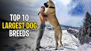 MINDBLOWING FACTS! Meet the Top 10 Largest Dogs in the World!