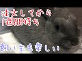 【小動物にオススメ】ネットで注文〜やっと手に入った　「しえるの日常２１話」ネザーランド　うさぎ